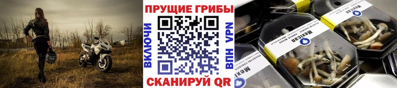 Псилоцибиновые грибы прущие грибы  Купить  Нахабино